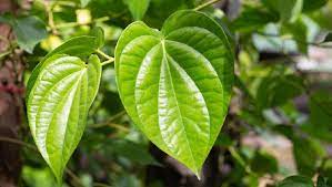 Daun Sirih: Penjaga Kesehatan Mulut dan Gigi